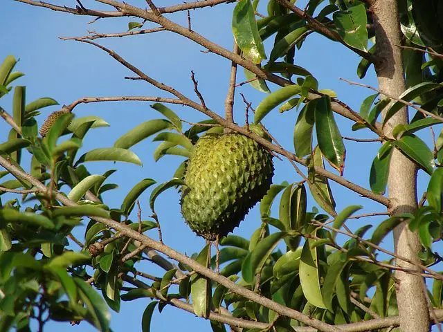 Soursop Fruits Not Holding On Tree: Why?